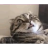 CATS 10
