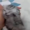 Cats@delicious 20