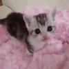 @cgifs Cats 26