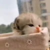 Animals 24