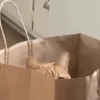 CATS 11