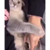 Cats@delicious 21