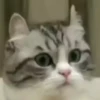 @cgifs Cats 27