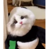 cat unic mass 23