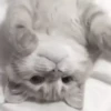 Gato 21