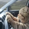 @cgifs Cats 28