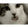 CATS 12