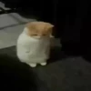 Cats 23