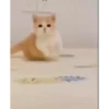 Cats@delicious 23