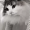 Gato 22
