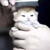 Gato 23