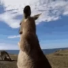Animals 26