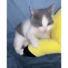 Cats@delicious 24