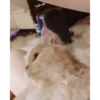 Cats@delicious 26