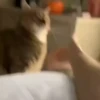 @cgifs Cats 29