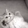 Gato 24