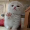 Animals 27