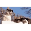 CATS 13