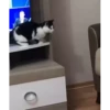 cat unic mass 27