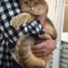 @cgifs Cats 30