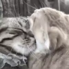 Gato 25