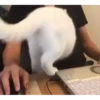 Cats@delicious 29