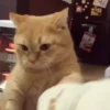 Cats@delicious 30