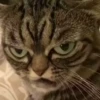 @Insatisfect Animals 5