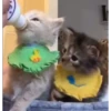 kitten club 6