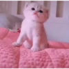 kitten club 7