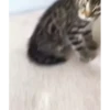 cute animals 5