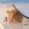cute animals 6