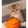 cute animals 7