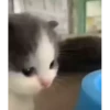 kitten club 8