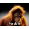 el mono 5