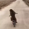 @Insatisfect Animals 7
