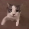 @Insatisfect Animals 8