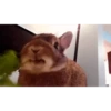 Bunny 5