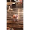 Bebês fofos 6
