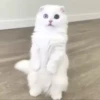 Adorable cats 2.0 ♡ / @chumsally 5