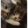 kitten club 9