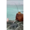 el mono 7