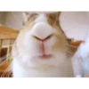 Bunny 6