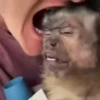 @Insatisfect Animals 10