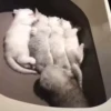 cats2 @chetamchannel 5