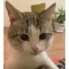 cute animals 10