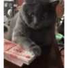Adorable cats 2.0 ♡ / @chumsally 6
