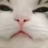@Insatisfect Animals 11