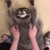 @Insatisfect Animals 12