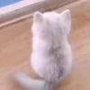 Animals 4 8